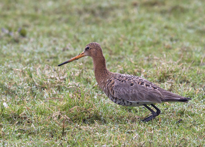 Grutto040312D.jpg