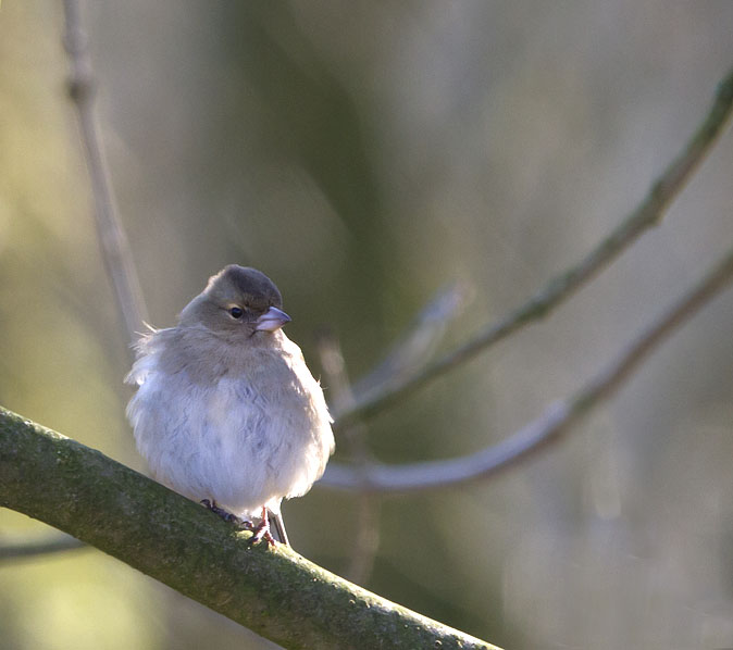 Vink010212.jpg