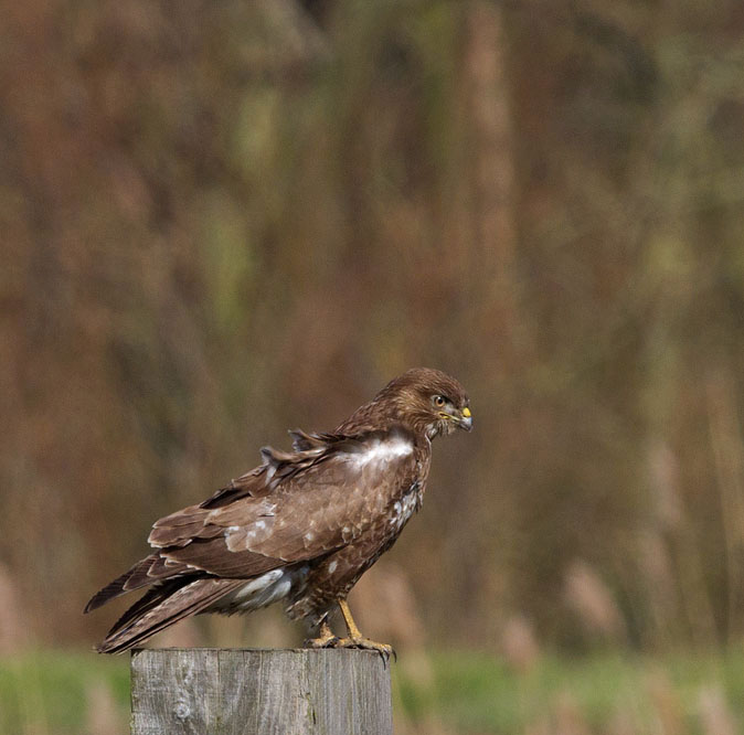 Buizerd040313A.jpg