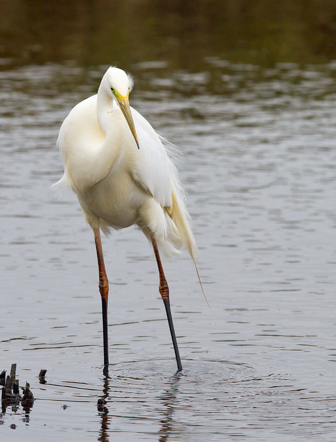 Grotezilverreiger010313.jpg