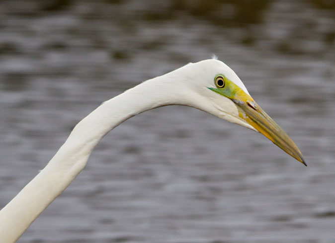 Grotezilverreiger010313A.jpg