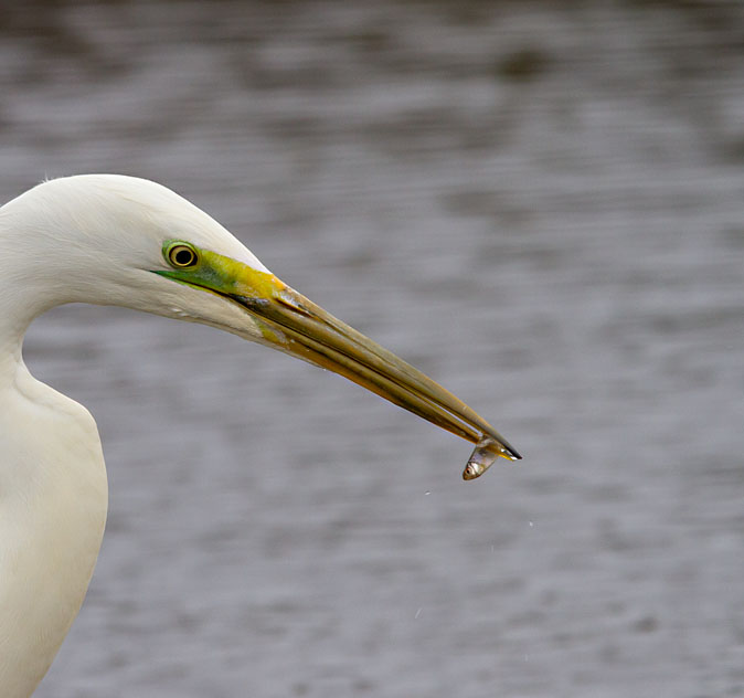 Grotezilverreiger010313B.jpg