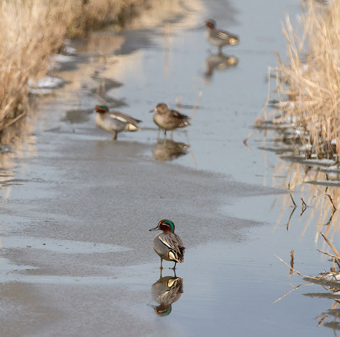 Wintertaling140313
