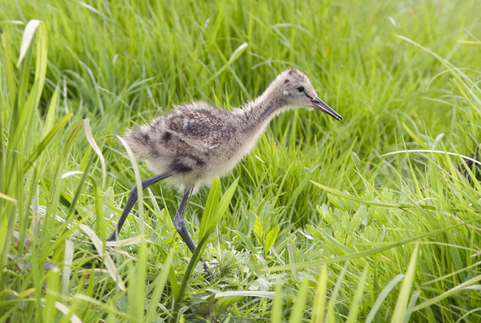 Grutto090509E.JPG