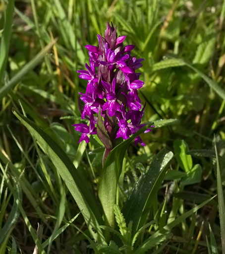 Bredeorchis180510.JPG