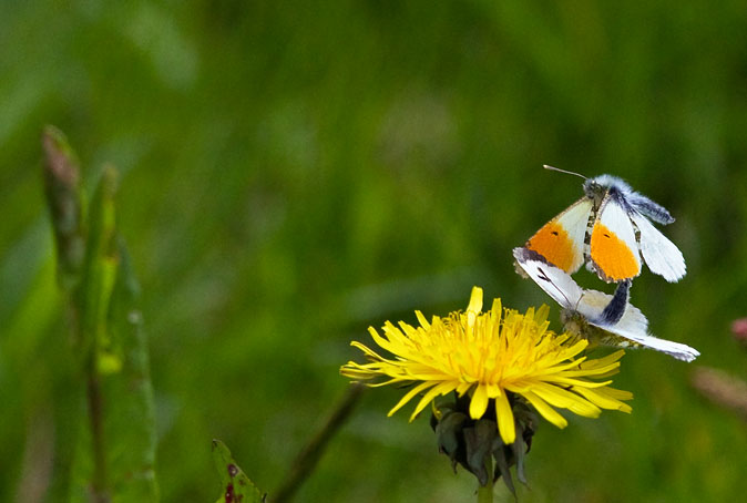 Oranjetipjes110510A.JPG