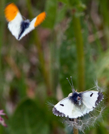 Oranjetipjes110510E.JPG