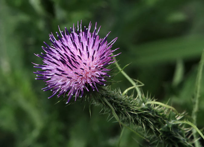 Speerdistel250510.JPG