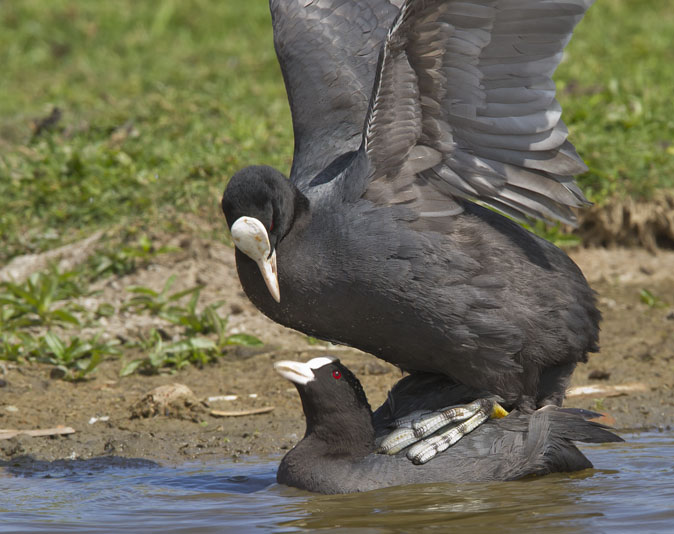 Meerkoeten120511A.jpg