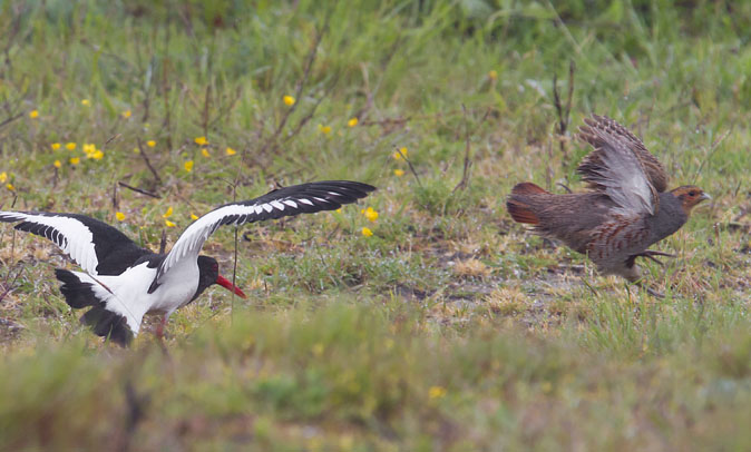 Patrijs_Scholekster160511A.jpg