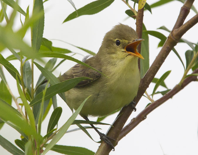 Spotvogel200511.JPG