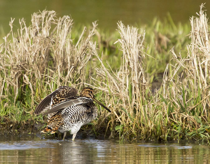 Watersnip100411.JPG