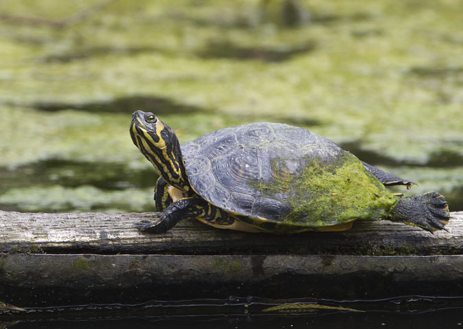 Geelbuikschildpad080512.jpg