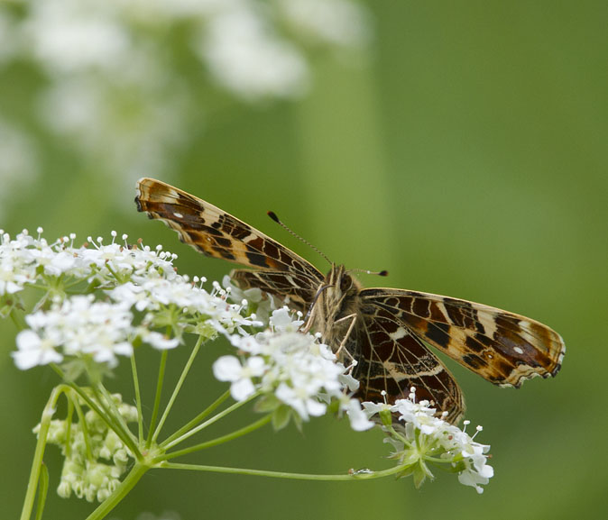 Landkaartje080512.jpg