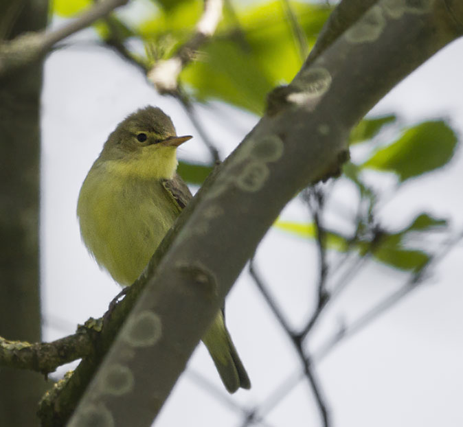 Spotvogel140512A.jpg