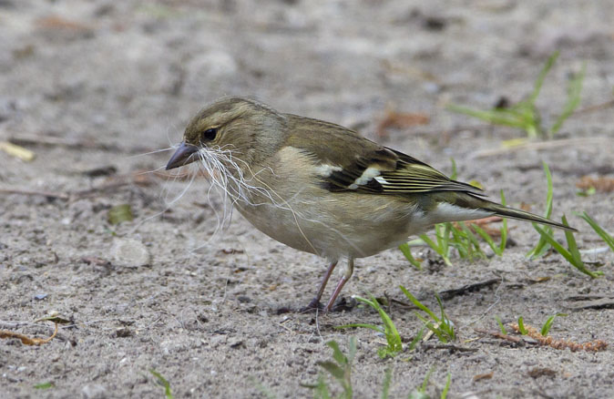 Vink070512.jpg