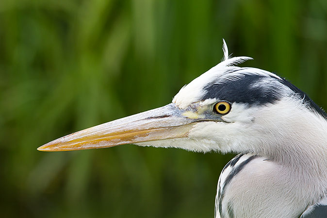 Blauwereiger150513