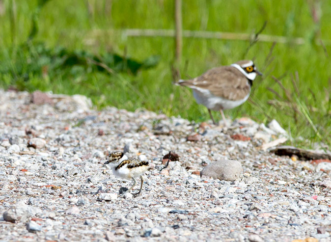 Kleineplevieren190513