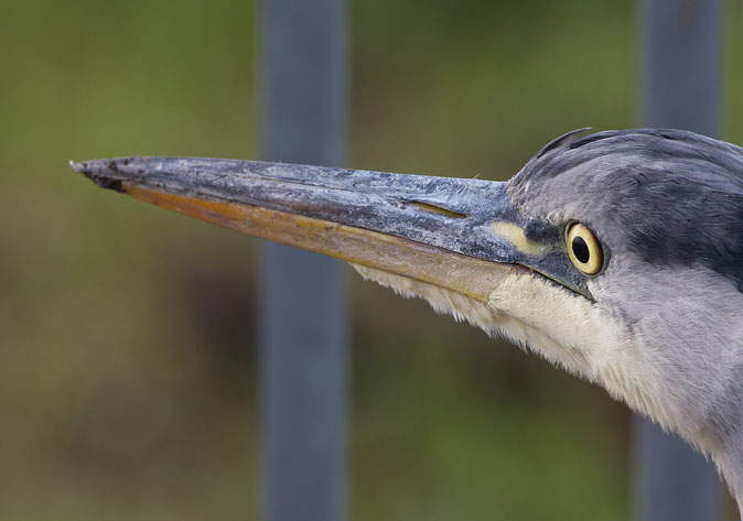 Blauwereiger261110.JPG