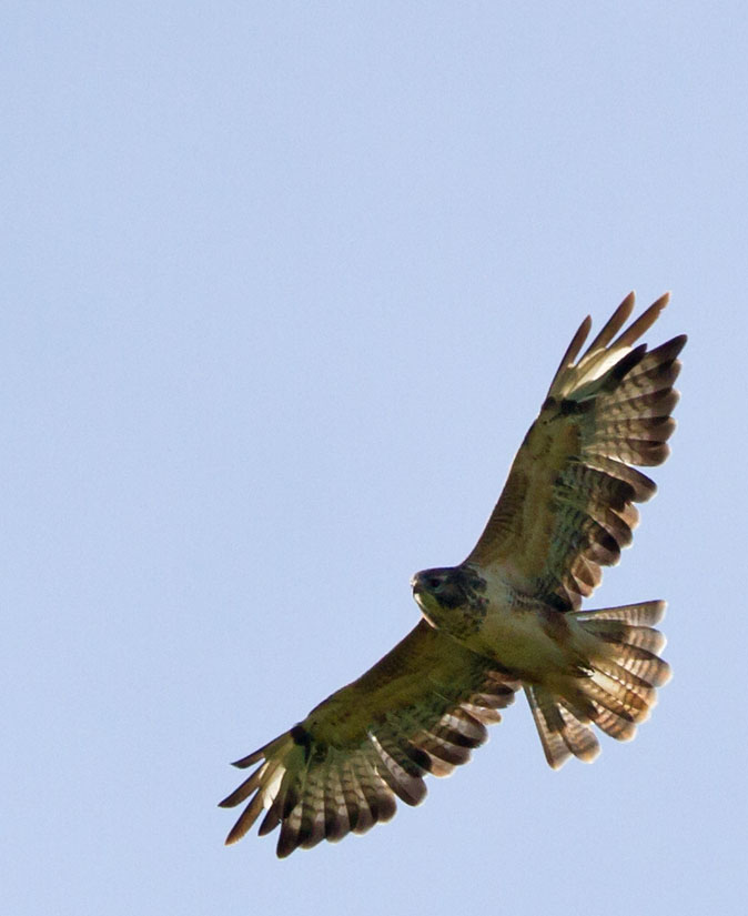 Buizerd050910.JPG