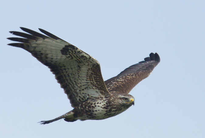 Buizerd081010.JPG