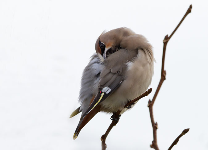 Pestvogel191110B.JPG