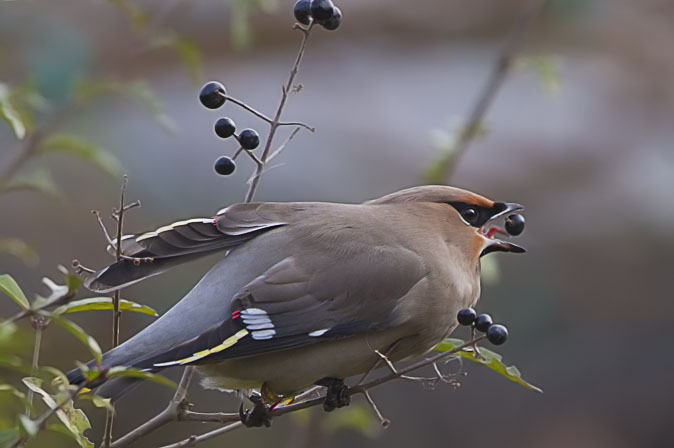 Pestvogel191110E.JPG