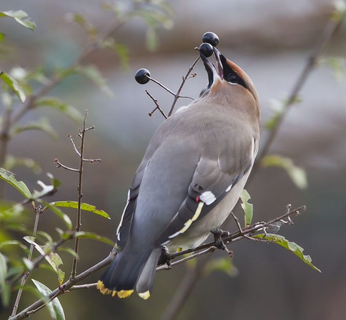 Pestvogel191110G.jpg