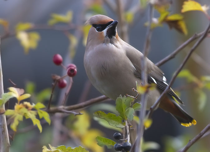 Pestvogel191110I.JPG