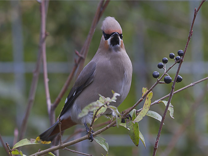 Pestvogel191110U.JPG