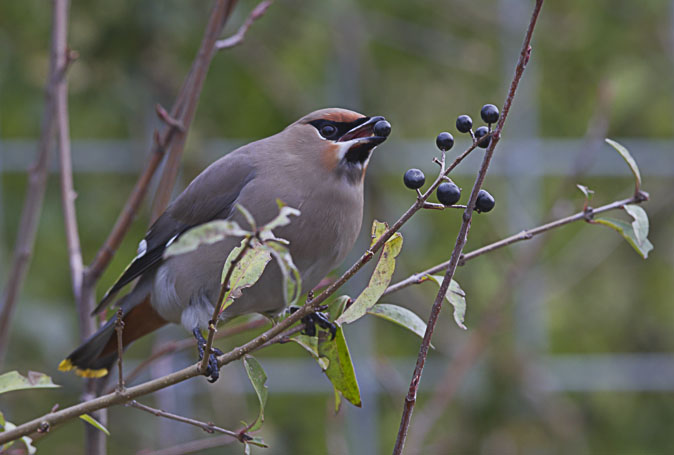 Pestvogel191110V.JPG