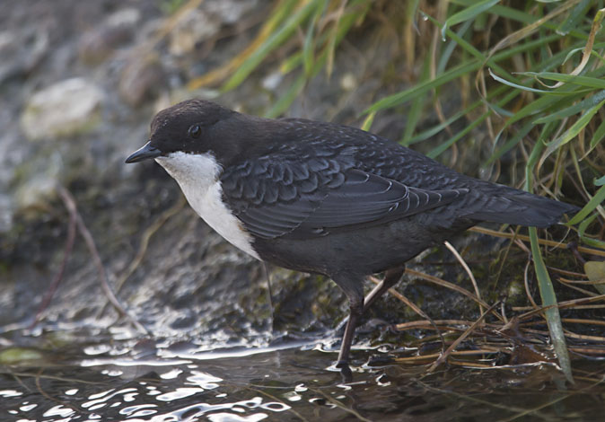 Waterspreeuw161110M.JPG