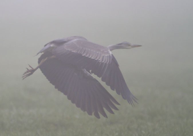 Blauwereiger141111B.jpg