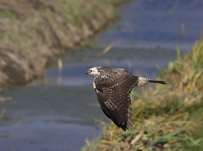 Buizerd041111.jpg