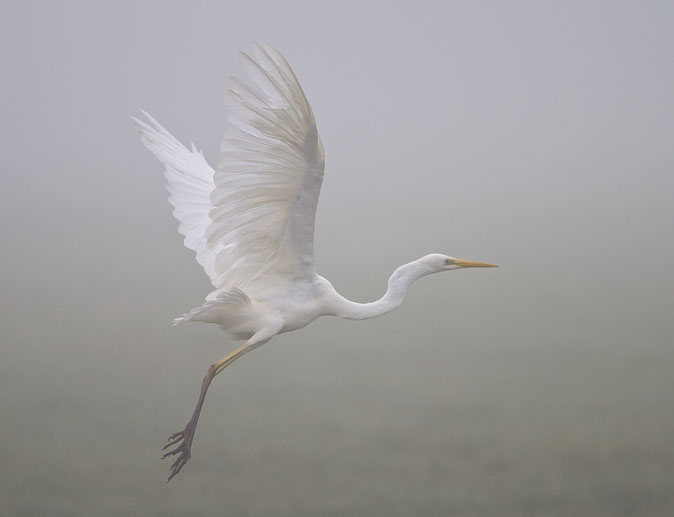 Grotezilverreiger141111A.jpg