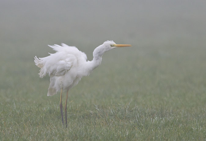 Grotezilverreiger141111E.jpg