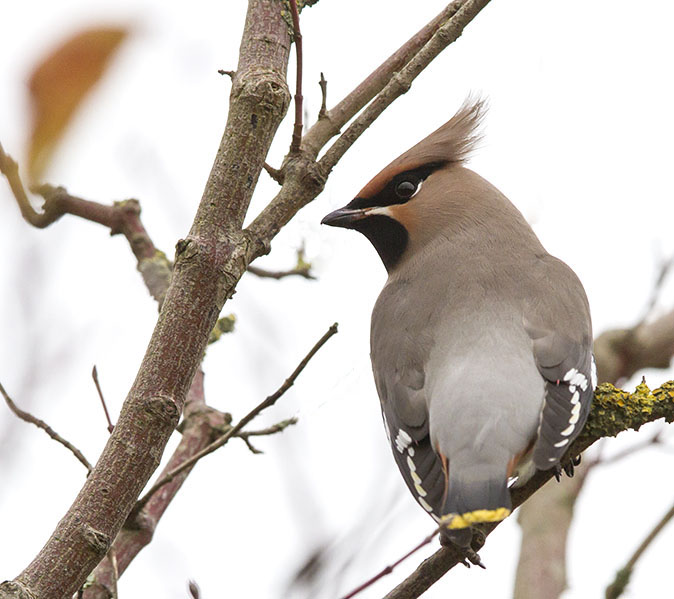 Pestvogel091112.jpg