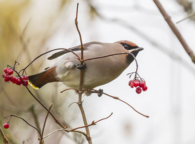 Pestvogel091112A