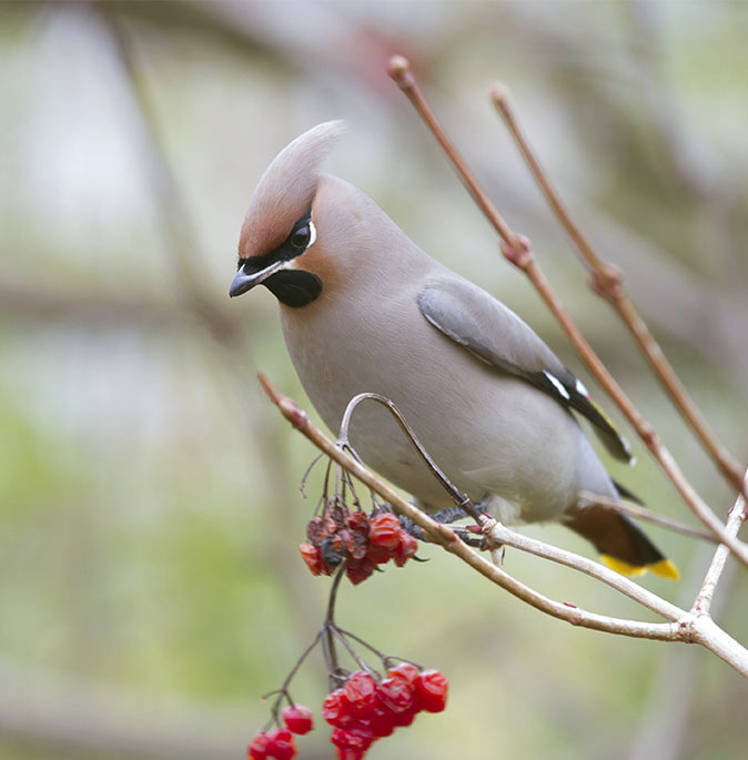 Pestvogel091112C.jpg