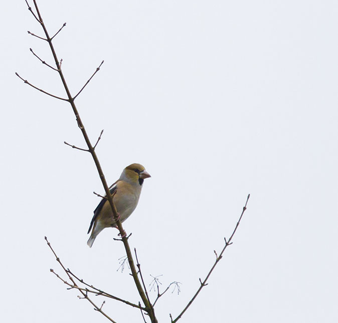 Appelvink261013B