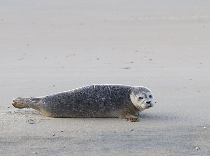 Gewonezeehond181013