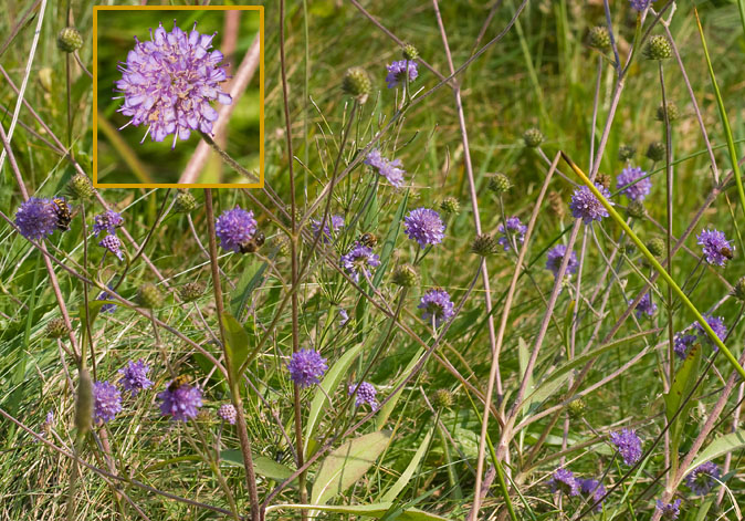 Blauweknoop270909_coll.jpg