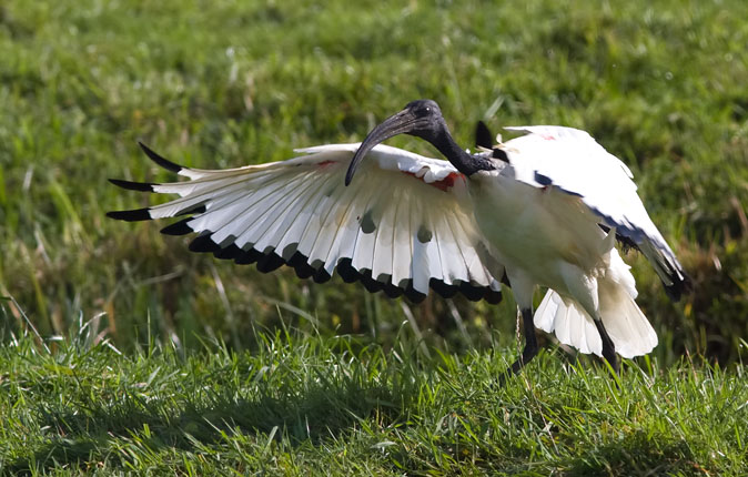 Heiligeibis081009F.JPG