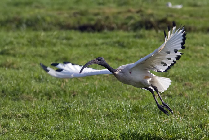 Heiligeibis081009H.JPG