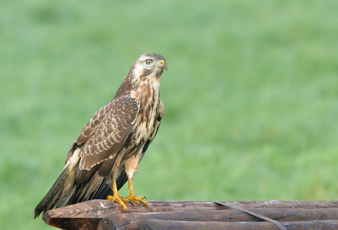 Buizerd071010.JPG