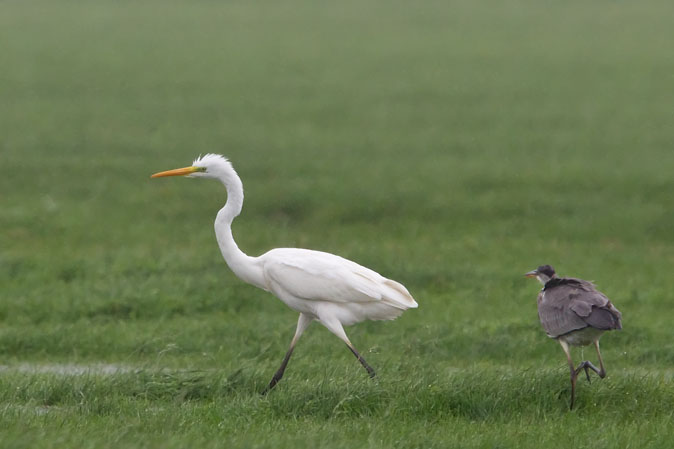 Grotezilverreiger_Blauwereiger260810A.JPG