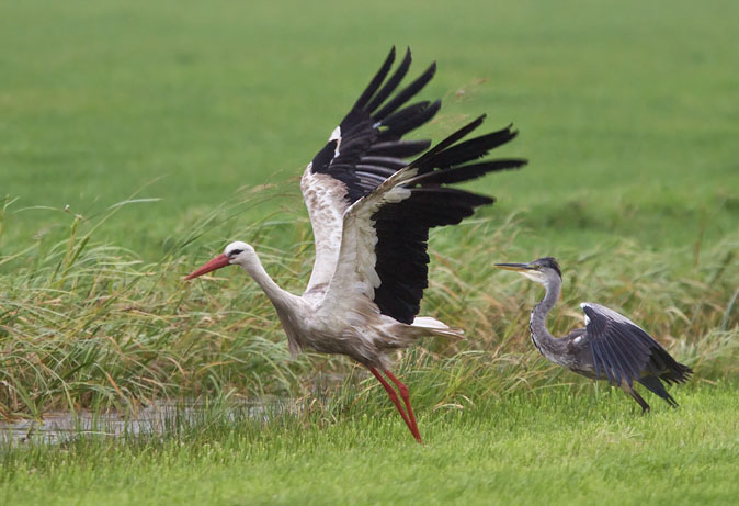 Ooievaar_blauwereiger230810.JPG