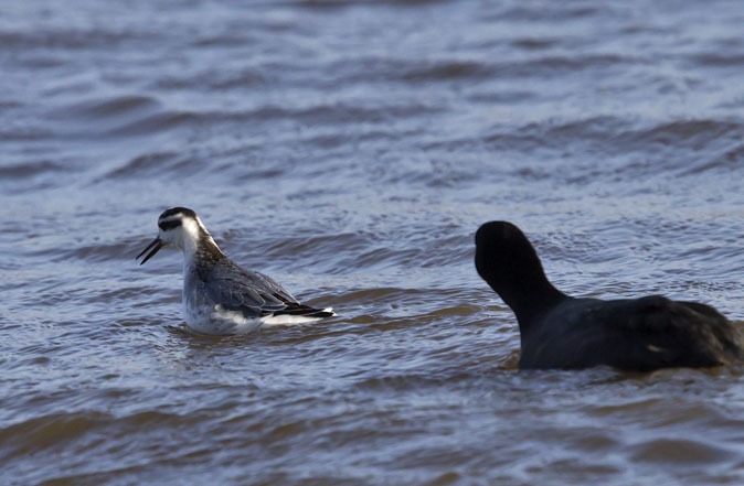 Rossefranjepoot121110_Meerkoet.JPG