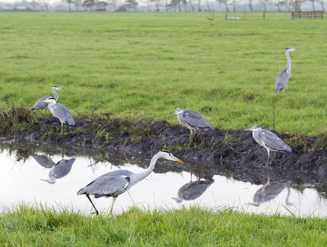 Blauwereigers201011A.jpg