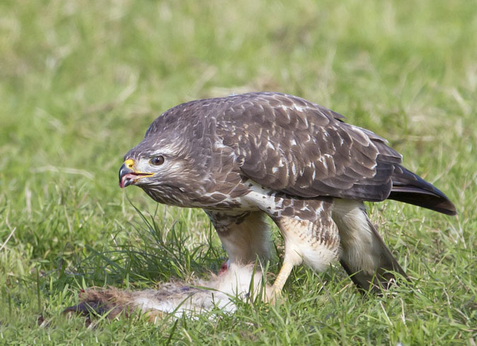 Buizerd171011.jpg